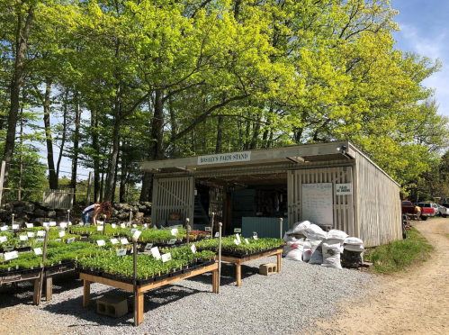 A farm stand with plants for sale, surrounded by trees and gravel paths on a sunny day.