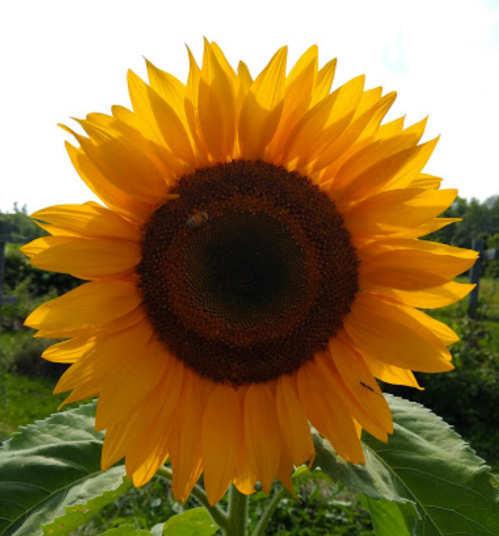 A vibrant sunflower in full bloom, showcasing bright yellow petals and a dark center, set against a green background.