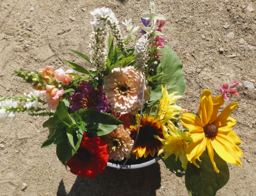 A vibrant bouquet of mixed flowers, including sunflowers, zinnias, and snapdragons, arranged in a bucket on sandy ground.