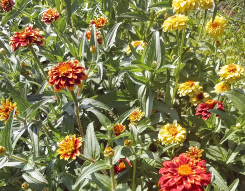 A vibrant garden scene featuring clusters of red, yellow, and orange flowers among green leaves.