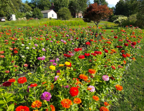 A vibrant field of colorful flowers in various shades of red, orange, pink, and purple, with a house in the background.