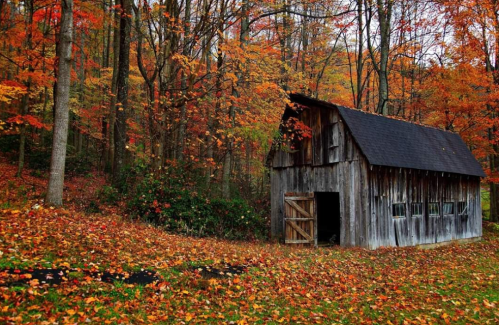 A rustic wooden barn surrounded by vibrant autumn foliage and fallen leaves in a serene forest setting.