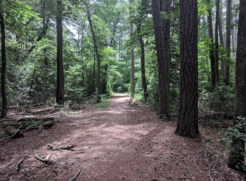 A serene forest path surrounded by tall trees and lush greenery, with sunlight filtering through the leaves.