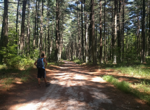 A person stands on a dirt path in a dense forest, surrounded by tall trees and dappled sunlight.