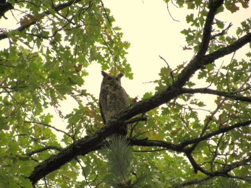 A great horned owl perched on a tree branch, surrounded by green leaves and a soft, cloudy sky.