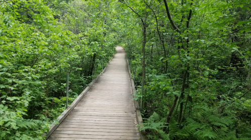 A wooden pathway winds through a lush green forest, surrounded by trees and ferns.