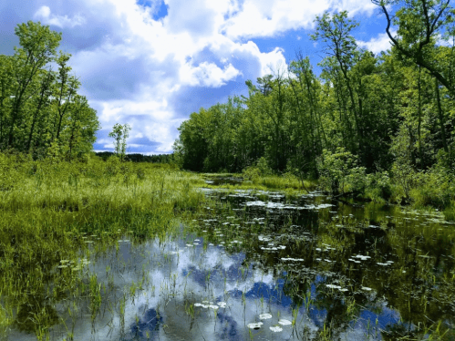 A serene wetland scene with lush greenery, a calm waterway, and fluffy clouds reflecting in the water.