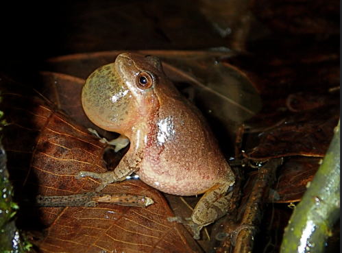 A frog with a bulging throat sits on wet leaves, surrounded by a natural environment.