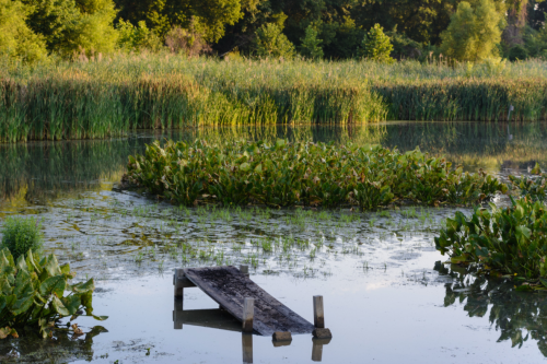 A serene pond with lush greenery and a wooden platform extending over the water, surrounded by tall reeds.