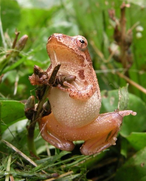 A small brown frog perched on a green plant, surrounded by grass and foliage.