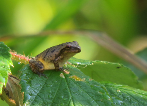 A small frog with brown and yellow markings sits on a green leaf, surrounded by blurred greenery.