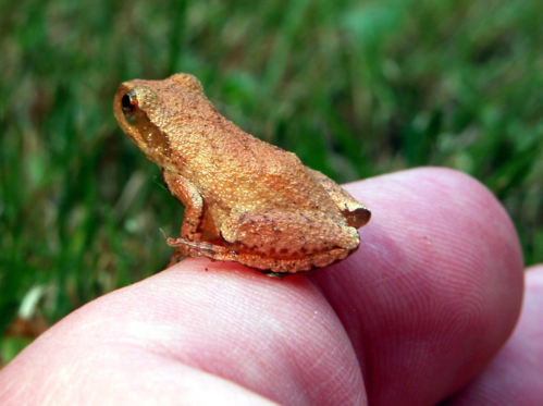 A small brown frog perched on a person's fingertip, with green grass blurred in the background.
