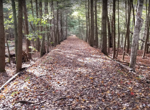A serene forest path lined with trees, covered in fallen leaves, leading into the distance.