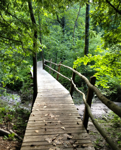 A wooden walkway winds through a lush green forest, surrounded by trees and foliage.