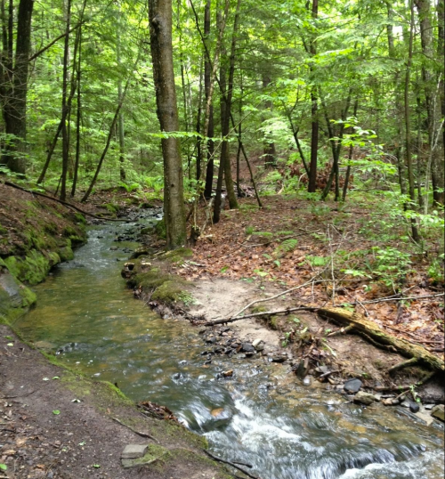 A serene forest scene featuring a winding stream surrounded by lush green trees and earthy trails.