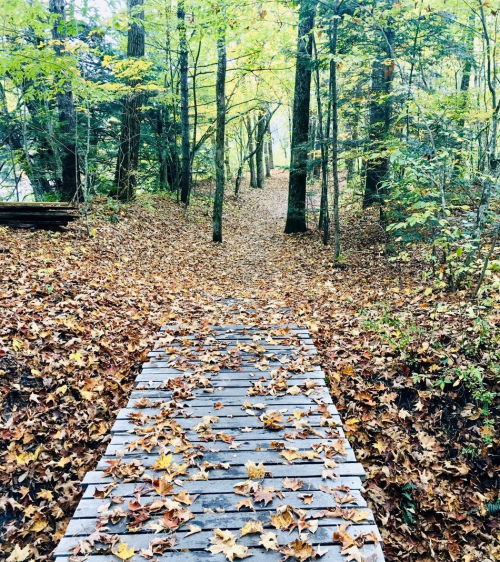 A wooden bridge covered in leaves leads into a forest path surrounded by trees in autumn colors.