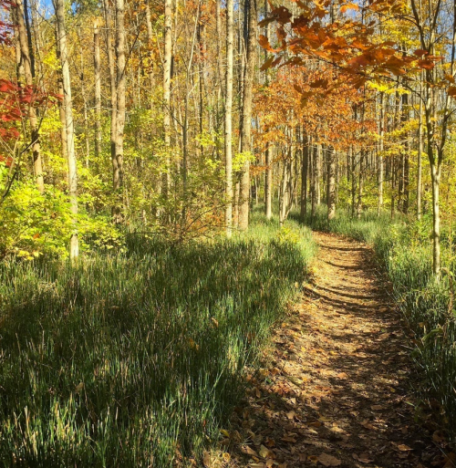 A serene forest path lined with trees displaying autumn foliage and lush green grass.