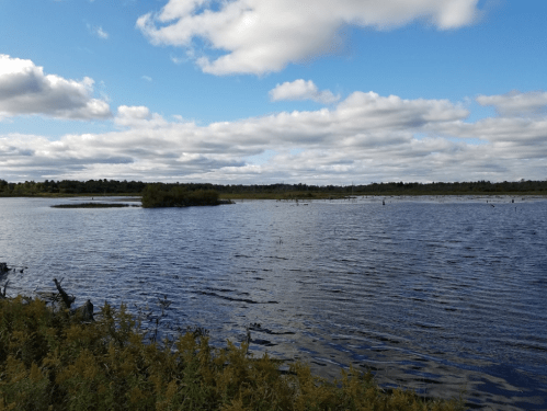 A serene landscape featuring a calm lake surrounded by greenery and a cloudy blue sky.