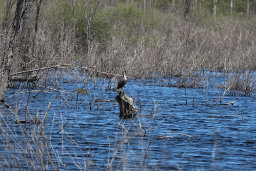 A bird perched on a log in a wetland area, surrounded by water and sparse vegetation.