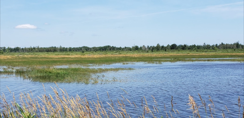A serene wetland landscape with calm water, lush green grasses, and a clear blue sky in the background.