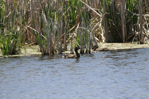 Two ducks swimming in a calm water body surrounded by tall grasses and reeds.