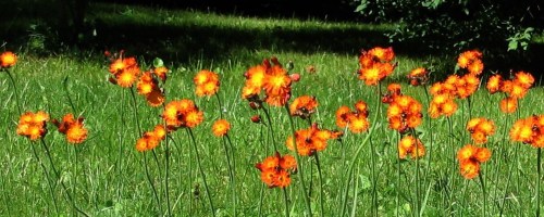 A vibrant patch of orange and yellow flowers blooming in a green grassy field under sunlight.