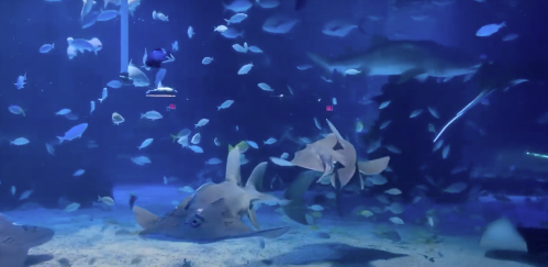 A vibrant underwater scene with rays and various fish swimming in a blue-lit aquarium.