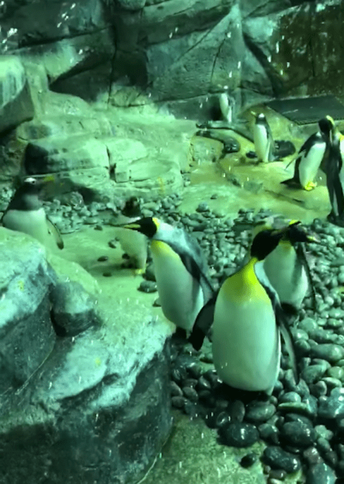 A group of penguins in a rocky, underwater habitat with bubbles and green lighting.