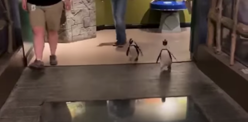 Two penguins walk across a pathway in an indoor exhibit, with people in the background.