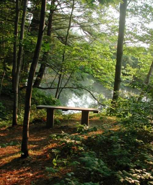 A serene forest scene featuring a wooden bench by a calm, reflective pond surrounded by lush greenery.