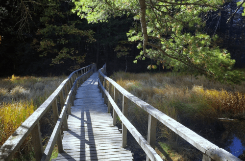 A winding wooden boardwalk through tall grass and trees, leading into a serene forest.
