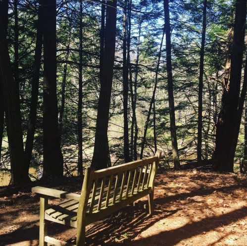 A wooden bench in a forest, surrounded by tall trees and dappled sunlight on the ground.