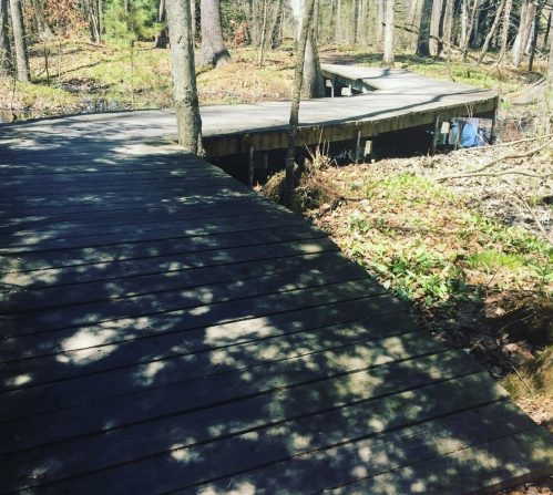 A wooden boardwalk winding through a forest, surrounded by trees and greenery. Sunlight casts shadows on the path.