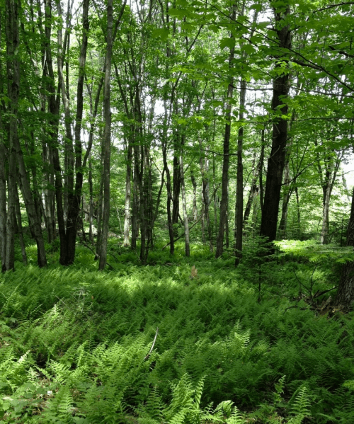 Lush green forest with tall trees and a dense undergrowth of ferns, creating a serene natural landscape.