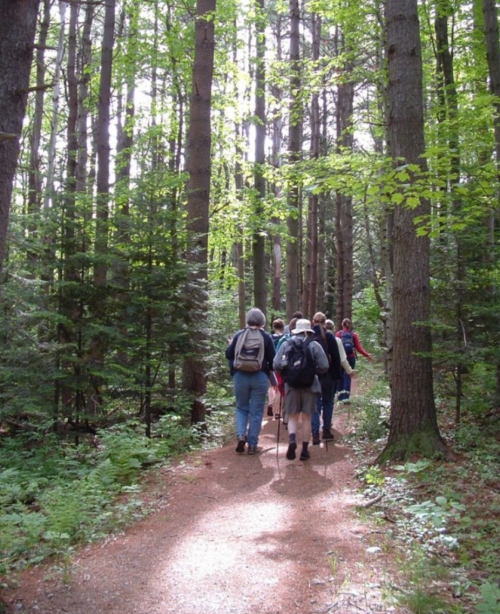 A group of hikers walking along a forest trail surrounded by tall trees and lush greenery.