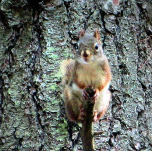 A squirrel perched on a tree branch, surrounded by textured bark, looking curiously at the camera.