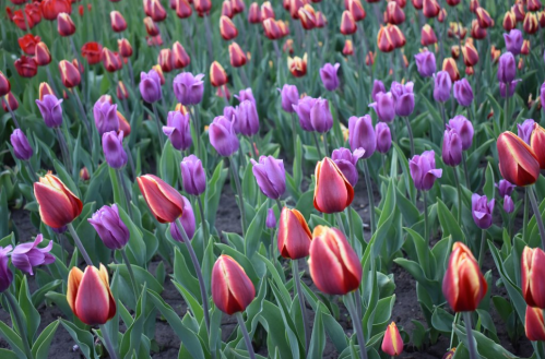 A vibrant field of red and purple tulips in full bloom, creating a colorful floral landscape.