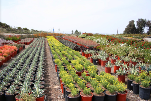 A vibrant nursery filled with rows of potted plants and flowers in various colors under a clear sky.