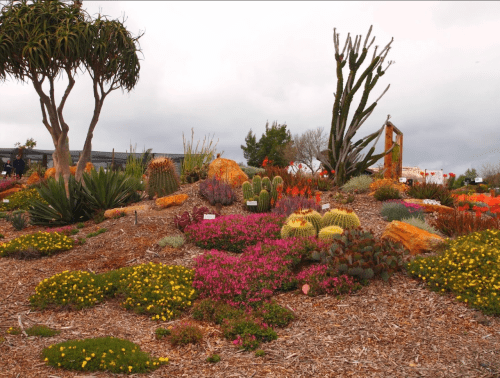 A vibrant garden featuring various cacti, succulents, and colorful flowers, set against a cloudy sky.