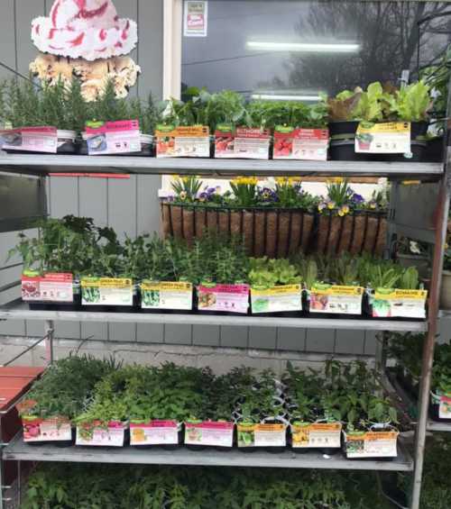 A display of various potted herbs and plants on shelves, labeled with colorful tags, outside a store.