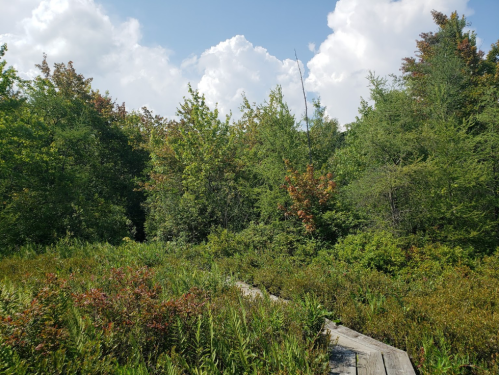 A lush green landscape with trees and shrubs under a blue sky with fluffy white clouds. A wooden path is visible in the foreground.