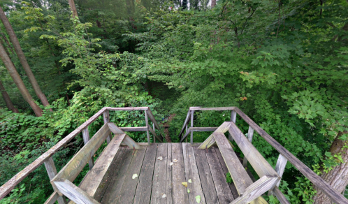 Wooden observation deck overlooking a lush green forest with dense trees and foliage.