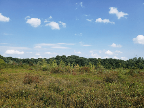 A scenic view of a grassy field with scattered shrubs under a blue sky with fluffy white clouds.