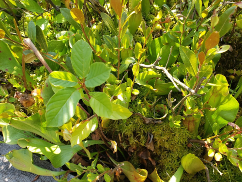 Lush green foliage with various leaves and moss, creating a vibrant natural scene.