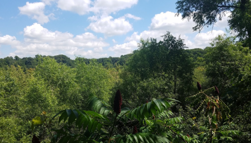 Lush green landscape with trees and plants under a bright blue sky dotted with fluffy white clouds.