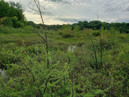 Lush green wetland with scattered shrubs and trees under a cloudy sky, surrounded by dense forest in the background.