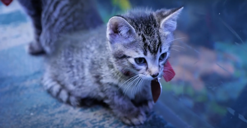 A small gray tabby kitten with bright eyes and a collar, exploring its surroundings.
