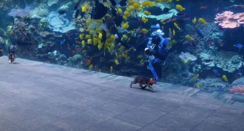 A cat walks near an aquarium while a diver swims among colorful fish in the background.