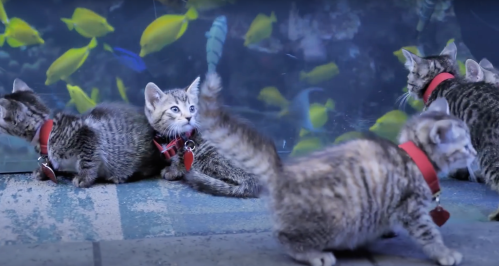 Three playful kittens with collars explore in front of a colorful aquarium filled with tropical fish.