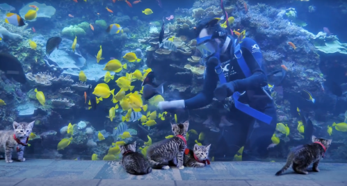A diver in an aquarium interacts with colorful fish while four kittens watch from the foreground.
